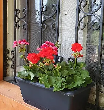 Family Wellness Jacuzzi Sauna Wood Fired Hot Tub 8 Min From Heviz Апартаменты