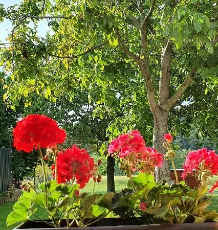 Family Wellness Jacuzzi Sauna Wood Fired Hot Tub 8 Min From Heviz Апартаменты *