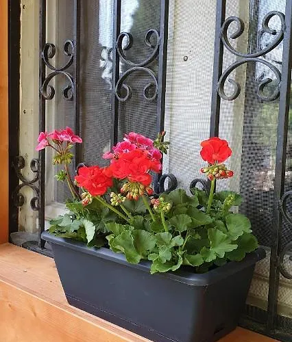 Family Wellness Jacuzzi Sauna Wood Fired Hot Tub 8 Min From Heviz Apartament