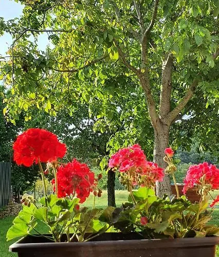 Family Wellness Jacuzzi Sauna Wood Fired Hot Tub 8 Min From Heviz Apartment *